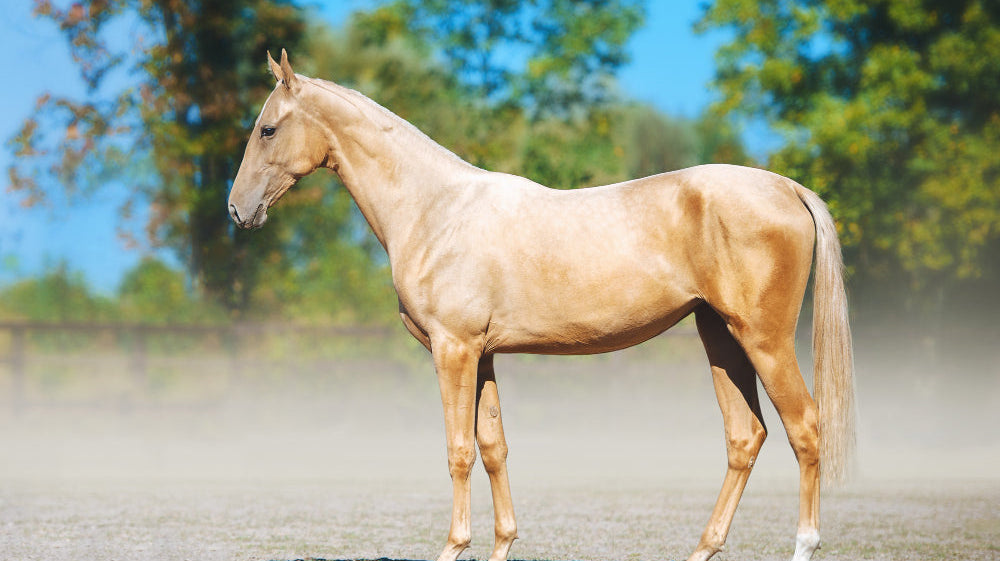 Volume 6: The Golden Horse – Heritage and Allure of the Akhal-Teke