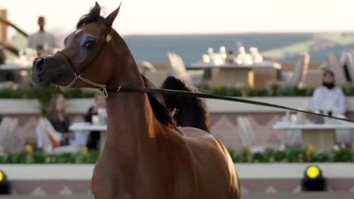 Volume 7: The Living Legacy of Al Shaqab – A Modern Ode to the Arabian Horse