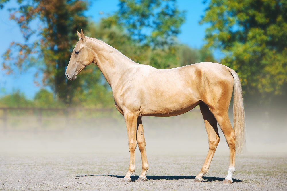 Volume 6: The Golden Horse – Heritage and Allure of the Akhal-Teke