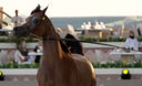 Volume 7: The Living Legacy of Al Shaqab – A Modern Ode to the Arabian Horse