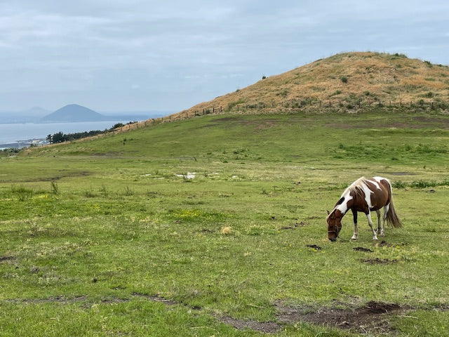 Volume 16: The Wind Horse of Jeju – Resilience and the Volcanic Spirit
