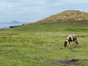 Volume 16: The Wind Horse of Jeju – Resilience and the Volcanic Spirit