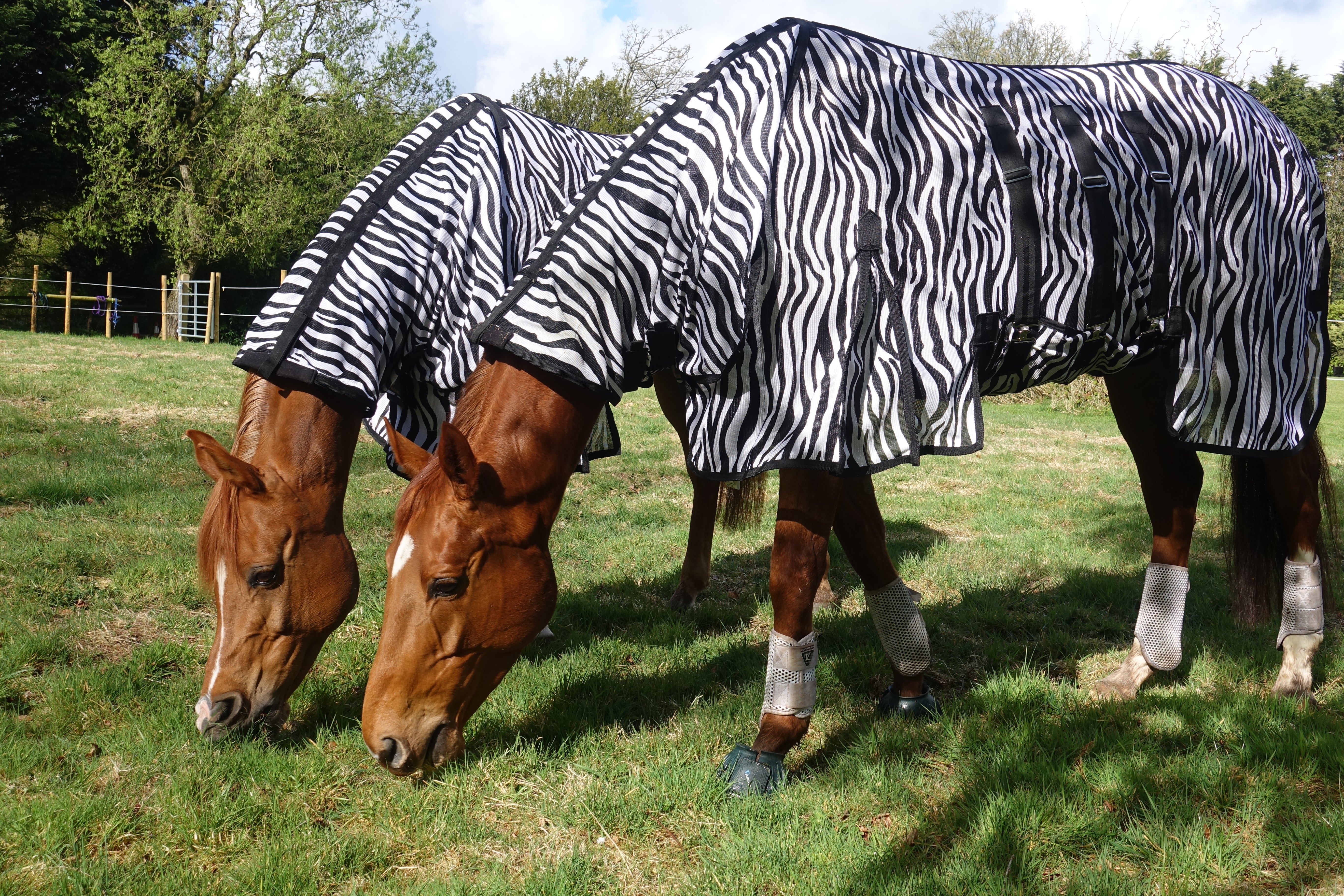 Zebraflyrug2