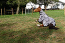 Cavvalure zebra print fly rug on horse – quarter view